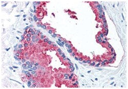 LOXL2, Rabbit, Polyclonal Antibody, Abnova 50 &mu;g | Buy Online | Abnova | Fisher Scientific