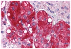 LYPD3, Rabbit, Polyclonal Antibody, Abnova 50 &mu;g | Buy Online | Abnova Corporation | Fisher Scientific