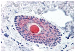 LYPD3, Rabbit, Polyclonal Antibody, Abnova 50 &mu;g | Buy Online | Abnova Corporation | Fisher Scientific