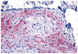 NET1 Rabbit anti-Human, Polyclonal Antibody, Abnova 50 &mu;g | Buy Online | Abnova Corporation | Fisher Scientific