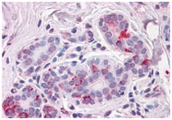 NPTN, Rabbit, Polyclonal Antibody, Abnova 50 &mu;g | Buy Online | Abnova Corporation | Fisher Scientific
