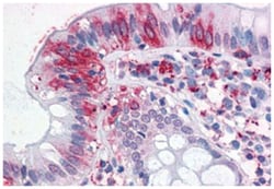 NPTN, Rabbit, Polyclonal Antibody, Abnova 50 &mu;g | Buy Online | Abnova Corporation | Fisher Scientific