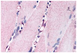 NRG1 Rabbit anti-Human, Monkey, Polyclonal Antibody, Abnova 50 &mu;g | Buy Online | Abnova Corporation | Fisher Scientific