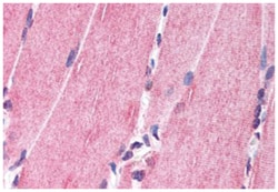 NRG1 Rabbit anti-Human, Polyclonal Antibody, Abnova 50&mu;g; Unlabeled:Antibodies,