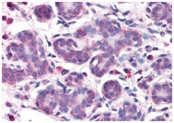 OSTC, Rabbit, Polyclonal Antibody, Abnova 50&mu;g; Unlabeled:Antibodies,