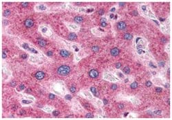 OSTC, Rabbit, Polyclonal Antibody, Abnova 50&mu;g; Unlabeled:Antibodies,