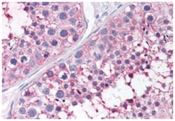 PTGES Rabbit anti-Human, Monkey, Mouse, Pig, Rabbit, Rat, Polyclonal Antibody,