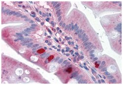 SEMA4B, Rabbit, Polyclonal Antibody, Abnova 50 &mu;g | Buy Online | Abnova Corporation | Fisher Scientific