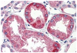 SURF4 Rabbit anti-Bovine, Chicken, Human, Mouse, Rat, Polyclonal Antibody,