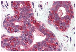 SURF4 Rabbit anti-Bovine, Human, Polyclonal Antibody, Abnova 50 &mu;g | Buy Online | Abnova Corporation | Fisher Scientific