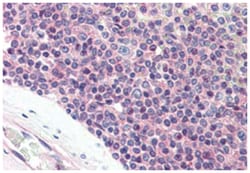 SYNGR2 Rabbit anti-Human, Polyclonal Antibody, Abnova 50&mu;g; Unlabeled:Antibodies,