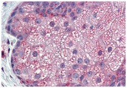 TM9SF3 Rabbit anti-Bovine, Chicken, Dog, Guinea pig, Horse, Human, Monkey, Mouse, Pig, Rabbit, Rat, Polyclonal Antibody, Abnova 50 &mu;g | Buy Online | Abnova Corporation | Fisher Scientific