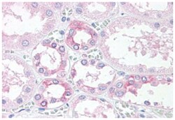 TM9SF4 Rabbit anti-Guinea pig, Human, Monkey, Mouse, Rabbit, Polyclonal