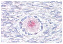 TM9SF4 Rabbit anti-Guinea pig, Human, Monkey, Mouse, Rabbit, Polyclonal