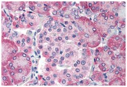TM9SF4 Rabbit anti-Dog, Human, Monkey, Pig, Rabbit, Polyclonal Antibody,