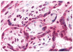 TM9SF4 Rabbit anti-Dog, Human, Monkey, Pig, Rabbit, Polyclonal Antibody,