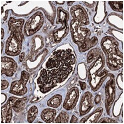 C1orf167, Rabbit, Polyclonal Antibody, Abnova 100&mu;L; Unlabeled:Antibodies,