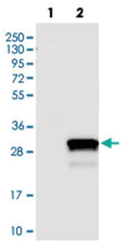 C1orf50, Rabbit, Polyclonal Antibody, Abnova 100 &mu;L | Buy Online | Abnova Corporation | Fisher Scientific