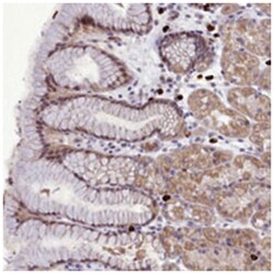 POM121L2, Rabbit, Polyclonal Antibody, Abnova 100&mu;L; Unlabeled:Antibodies,