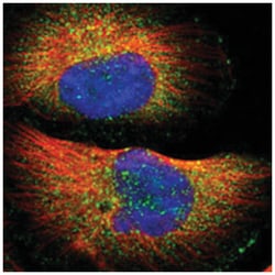 WASH6P, Rabbit, Polyclonal Antibody, Abnova 100&mu;L; Unlabeled:Antibodies,