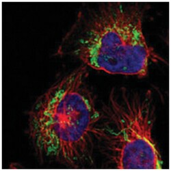 C6orf170, Rabbit, Polyclonal Antibody, Abnova 100 &mu;L | Buy Online | Abnova Corporation | Fisher Scientific