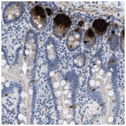 C3orf63 Rabbit anti-Human, Polyclonal Antibody, Abnova 100 &mu;L | Buy Online | Abnova Corporation | Fisher Scientific