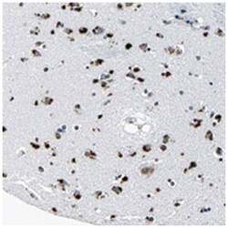 RBM45, Rabbit, Polyclonal Antibody, Abnova 100&mu;L; Unlabeled:Antibodies,