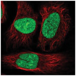 RBM45, Rabbit, Polyclonal Antibody, Abnova 100&mu;L; Unlabeled:Antibodies,