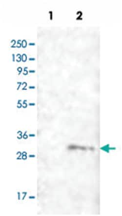 FAM82B, Rabbit, Polyclonal Antibody, Abnova 100 &mu;L | Buy Online | Abnova Corporation | Fisher Scientific