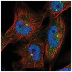 C2orf74, Rabbit, Polyclonal Antibody, Abnova 100 &mu;L | Buy Online | Abnova Corporation | Fisher Scientific