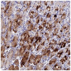 DRGX, Rabbit, Polyclonal Antibody, Abnova 100&mu;L; Unlabeled:Antibodies,