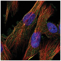 KIAA0408, Rabbit, Polyclonal Antibody, Abnova 100 &mu;L | Buy Online | Abnova Corporation | Fisher Scientific