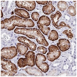 SLC22A8 Rabbit anti-Human, Polyclonal Antibody, Abnova 100&mu;L; Unlabeled:Antibodies,