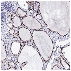 POFUT2 Rabbit anti-Human, Polyclonal Antibody, Abnova 100 &mu;L | Buy Online | Abnova | Fisher Scientific