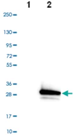 NME5, Rabbit, Polyclonal Antibody, Abnova 100 &mu;L | Buy Online | Abnova Corporation | Fisher Scientific