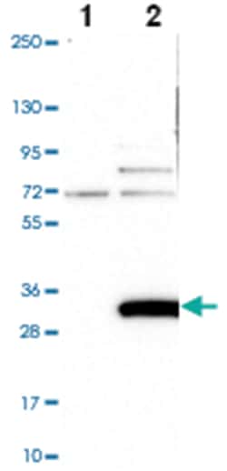ARL15 Rabbit anti-Human, Polyclonal Antibody, Abnova 100 &mu;L | Buy Online | Abnova Corporation | Fisher Scientific