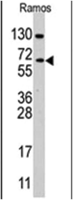 CDC25B Rabbit anti-Human, Polyclonal Antibody, Abnova 400&mu;L; Unlabeled:Antibodies,