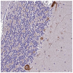 NAP1L6, Rabbit, Polyclonal Antibody, Abnova 100 &mu;L | Buy Online | Abnova Corporation | Fisher Scientific