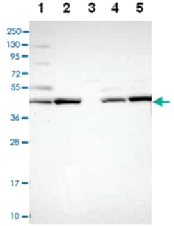 SGMS1 Rabbit anti-Human, Polyclonal Antibody, Abnova 100 &mu;L | Buy Online | Abnova | Fisher Scientific