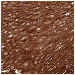 SGMS1 Rabbit anti-Human, Polyclonal Antibody, Abnova 100 &mu;L | Buy Online | Abnova | Fisher Scientific