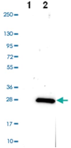 ARL6IP1 Rabbit anti-Human, Polyclonal Antibody, Abnova 100&mu;L; Unlabeled:Antibodies,
