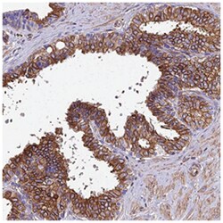 STC2 Rabbit anti-Human, Polyclonal Antibody, Abnova 100 &mu;L | Buy Online | Abnova Corporation | Fisher Scientific