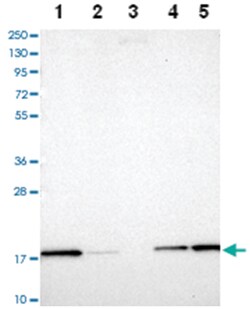 UBE2L3 Rabbit anti-Human, Polyclonal Antibody, Abnova 100&mu;L; Unlabeled:Antibodies,