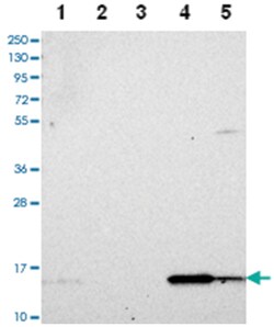 DUSP23 Rabbit anti-Human, Polyclonal Antibody, Abnova 100 &mu;L | Buy Online | Abnova Corporation | Fisher Scientific
