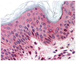 SLC5A9 Rabbit anti-Human, Monkey, Polyclonal Antibody, Abnova 50 &mu;g | Buy Online | Abnova Corporation | Fisher Scientific