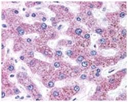 SLC5A11 Rabbit anti-Human, Monkey, Polyclonal Antibody, Abnova 50&mu;g;