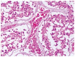 PTPRE Rabbit anti-Bats, Bovine, Chicken, Dog, Hamster, Horse, Human, Monkey, Polyclonal Antibody, Abnova 50 &mu;g | Buy Online | Abnova | Fisher Scientific