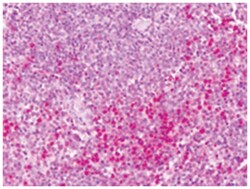 PTPRE Rabbit anti-Bats, Bovine, Chicken, Dog, Hamster, Horse, Human, Monkey, Polyclonal Antibody, Abnova 50 &mu;g | Buy Online | Abnova | Fisher Scientific