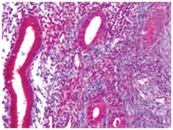 DUSP23 Rabbit anti-Human, Polyclonal Antibody, Abnova 50 &mu;g | Buy Online | Abnova Corporation | Fisher Scientific