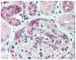 DUSP22 Rabbit anti-Bovine, Horse, Human, Monkey, Rabbit, Polyclonal Antibody,